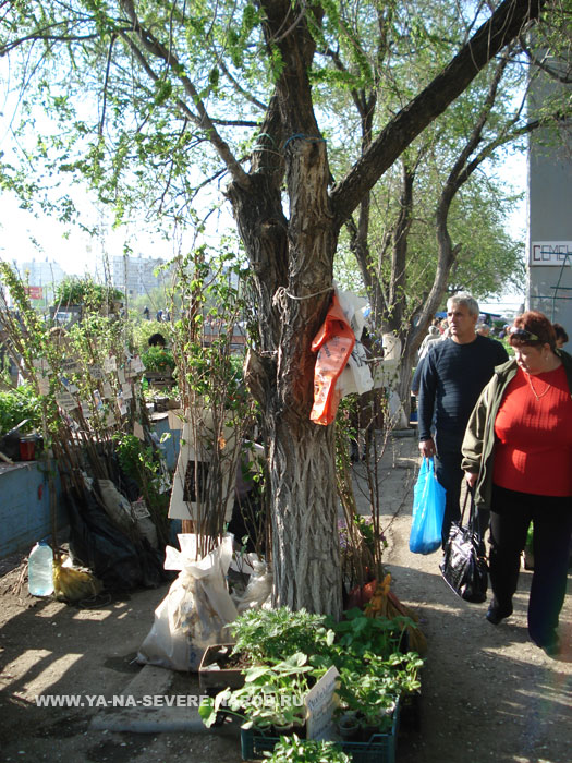 NEXT    (DSC06437.html)